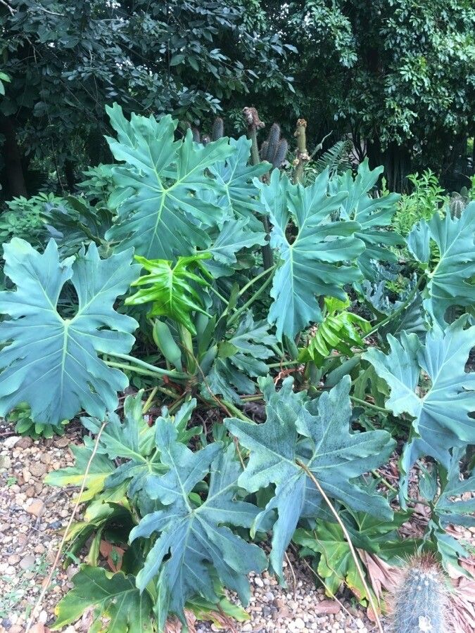 Thaumatophyllum saxicola habit