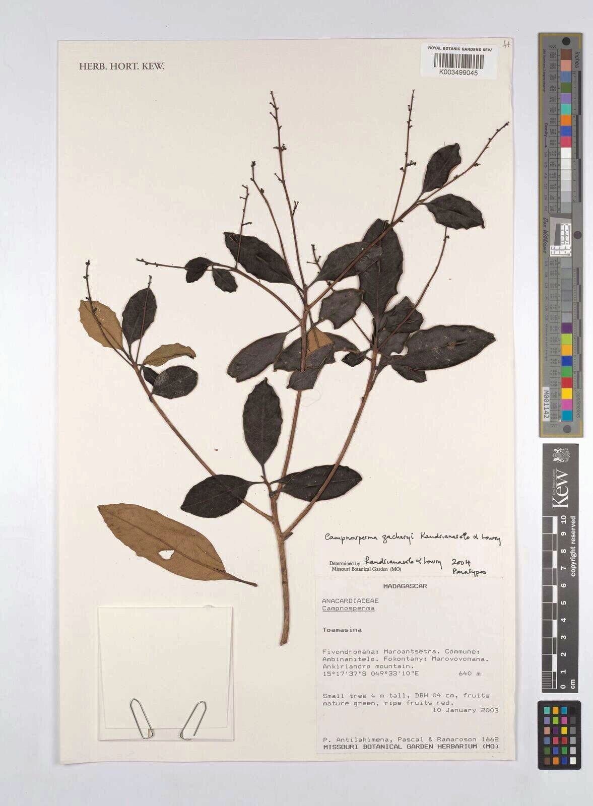 Campnosperma zacharyi — houseplant care guide