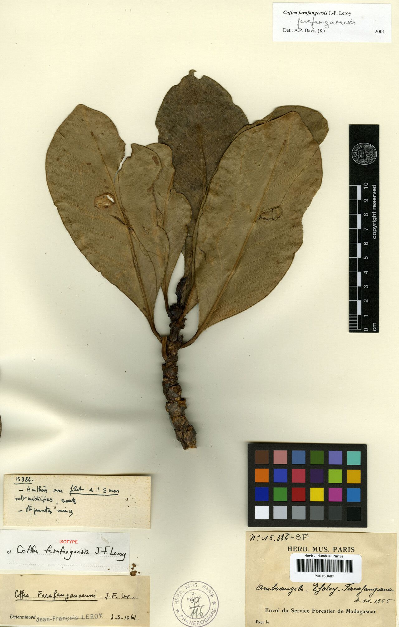 Coffea farafanganensis — houseplant care guide