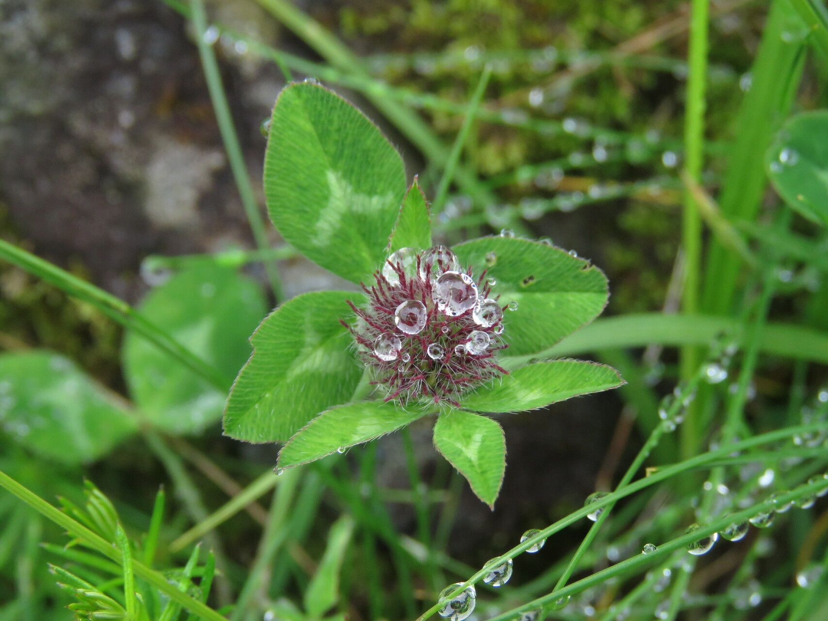 Trifolium glomeratum flower