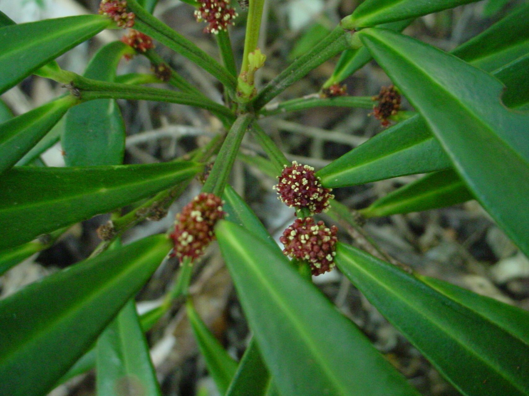 Phyllanthus conjugatus flower