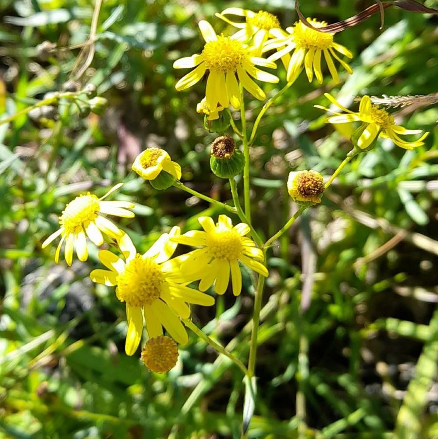 Senecio madagascariensis flower
