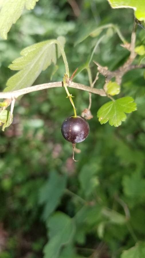 Ribes divaricatum fruit