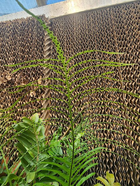 Drynaria meyeniana flower