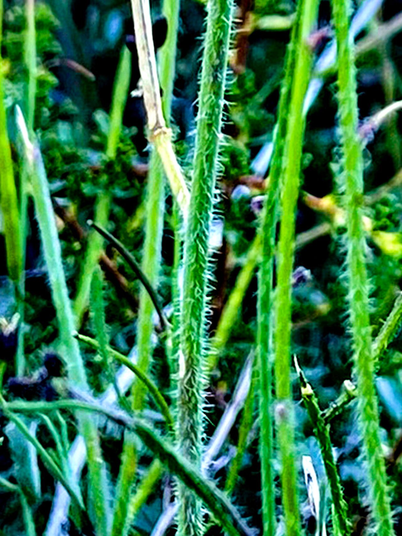 Streptanthus pilosus — houseplant care guide