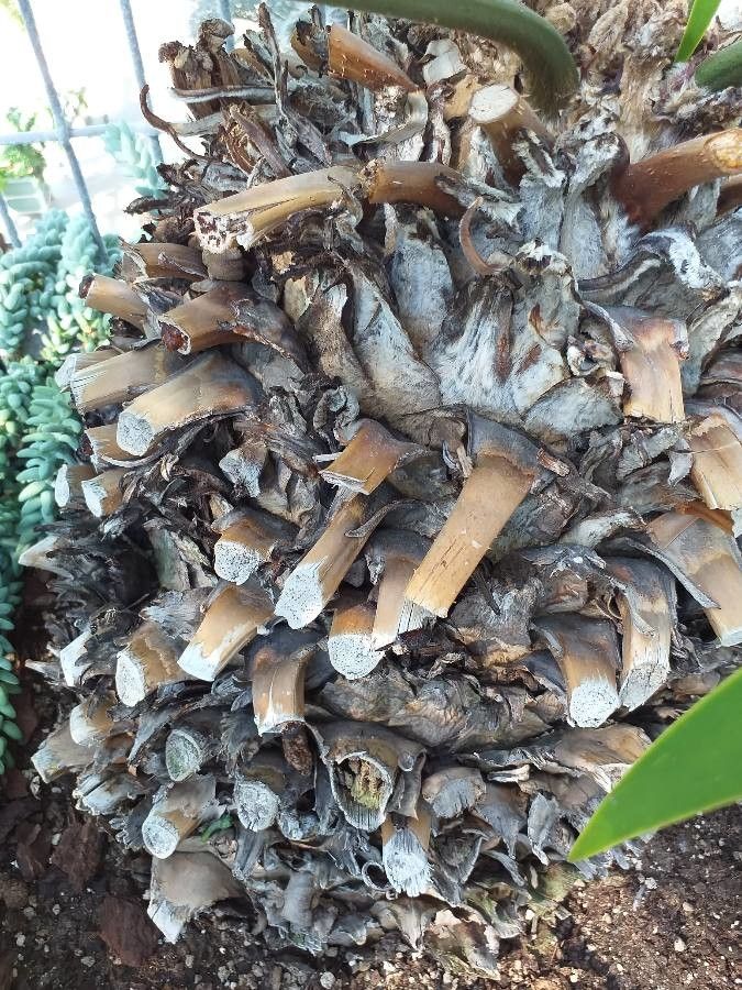 Ceratozamia mexicana bark