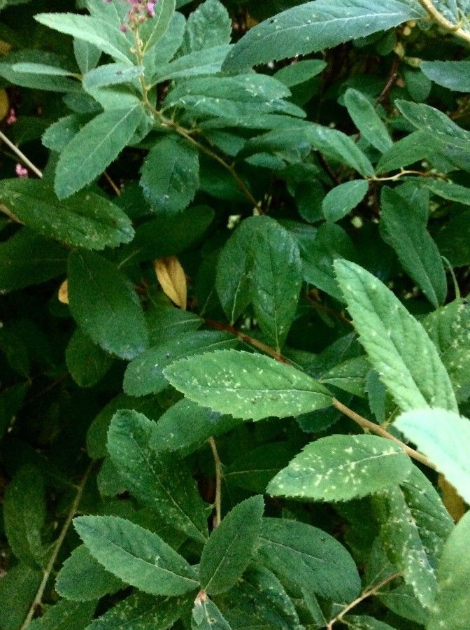 Spiraea douglasii