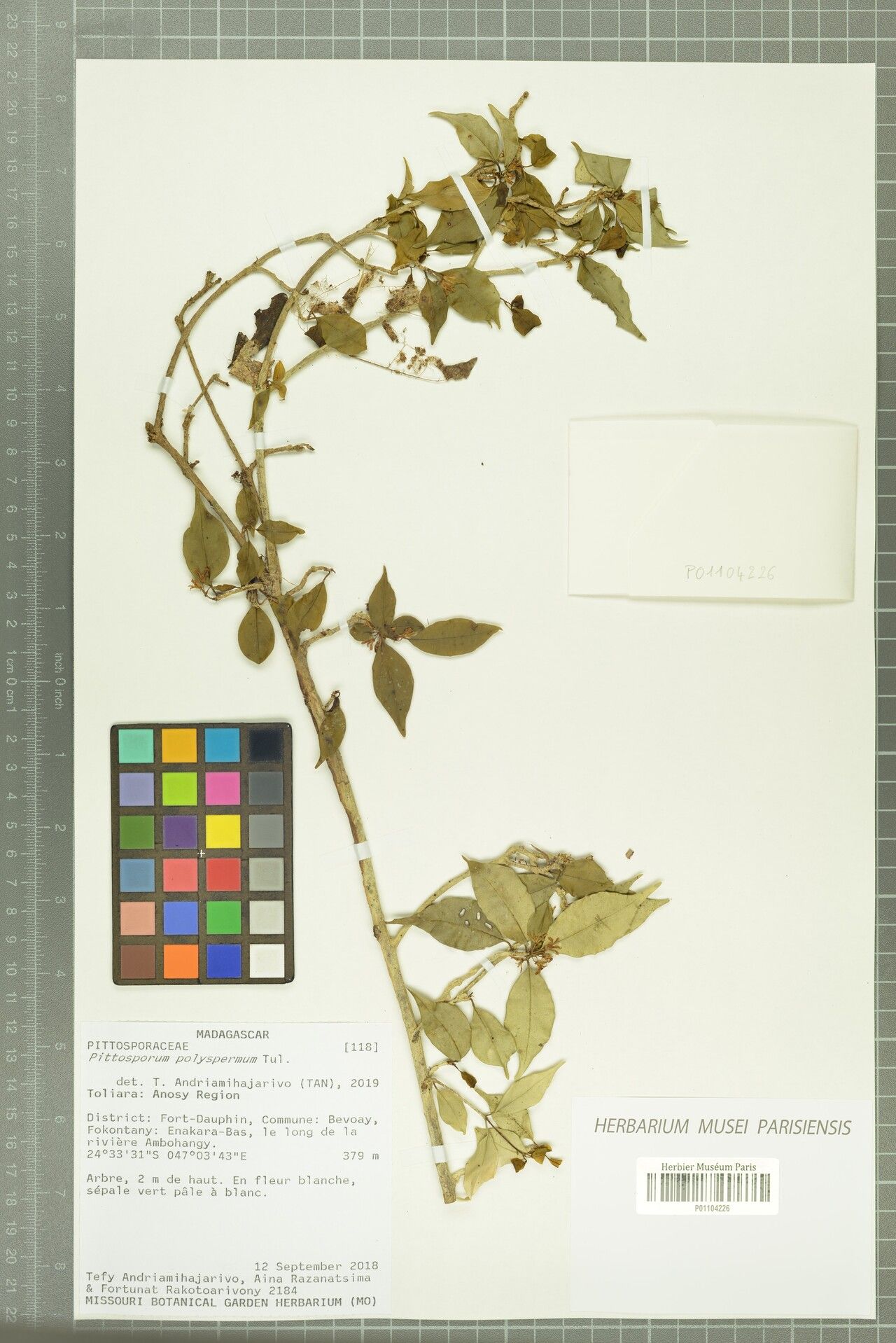 Pittosporum polyspermum — search result for 'Pittosporum'