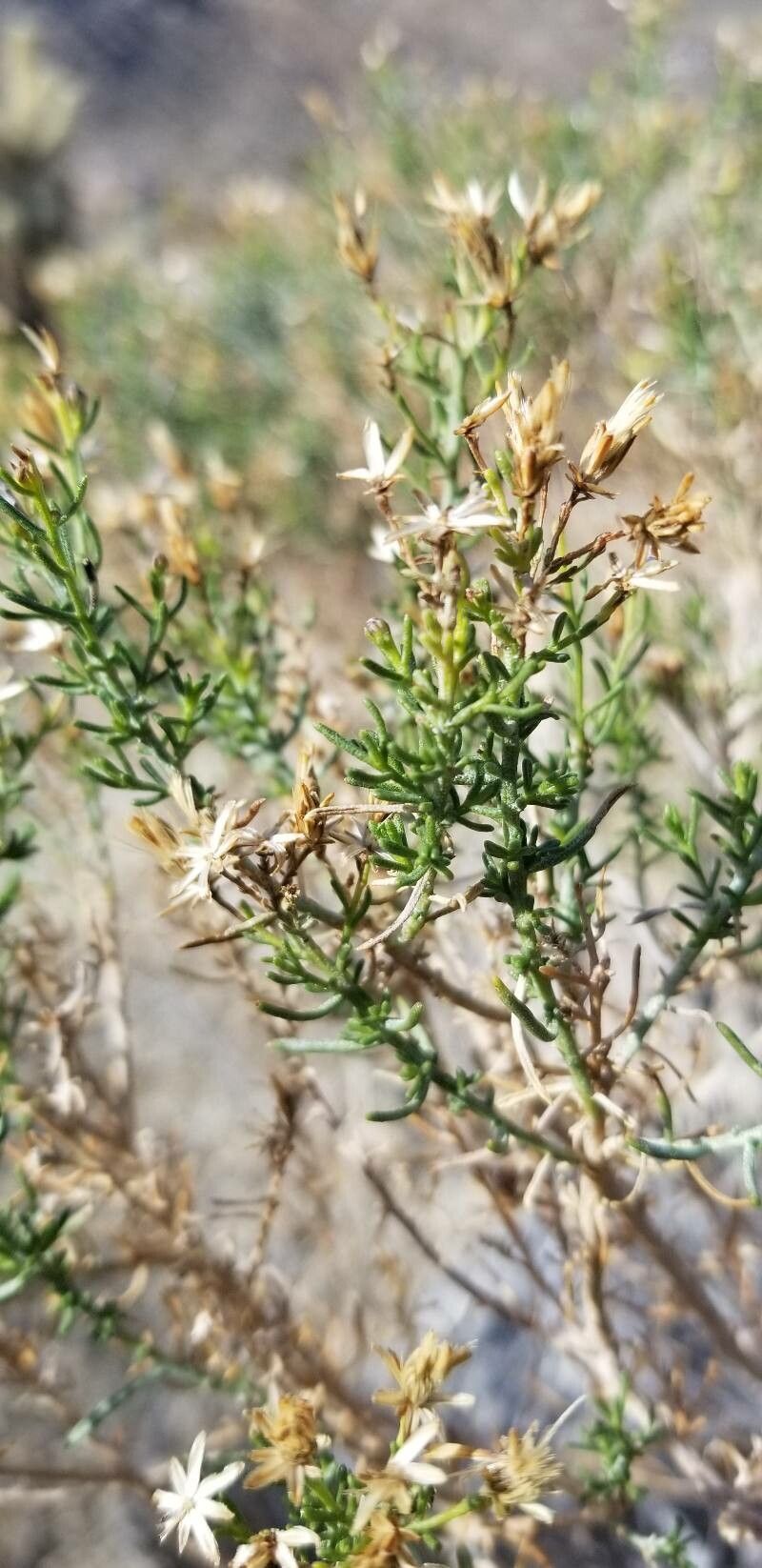Peucephyllum schottii leaf