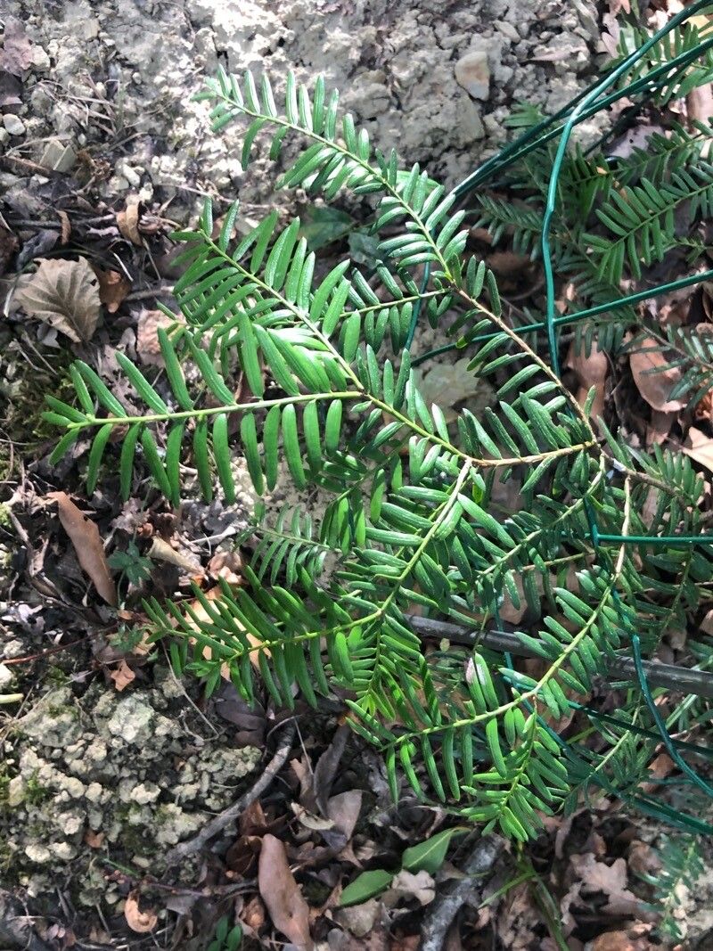 Taxus wallichiana — search result for 'Taxus'