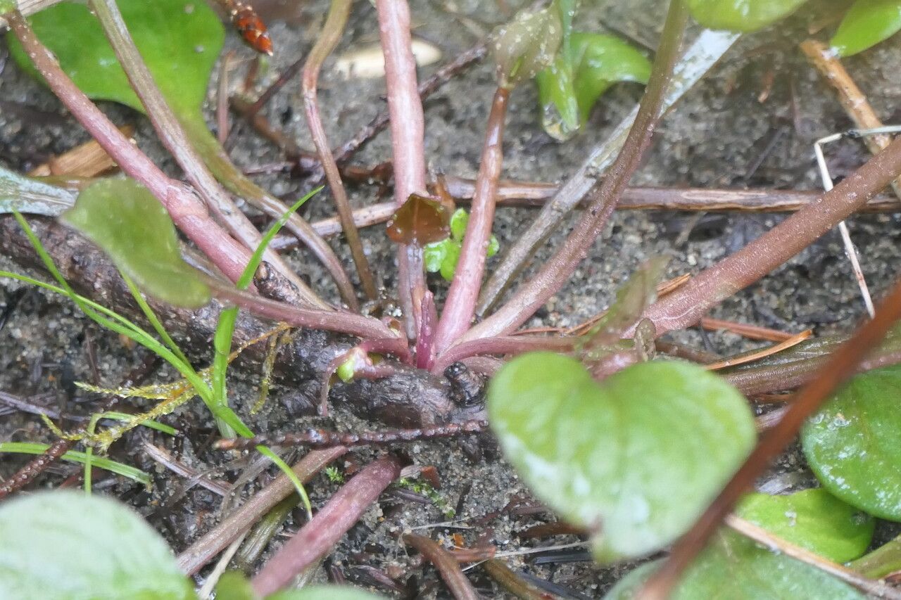Claytonia sibirica bark