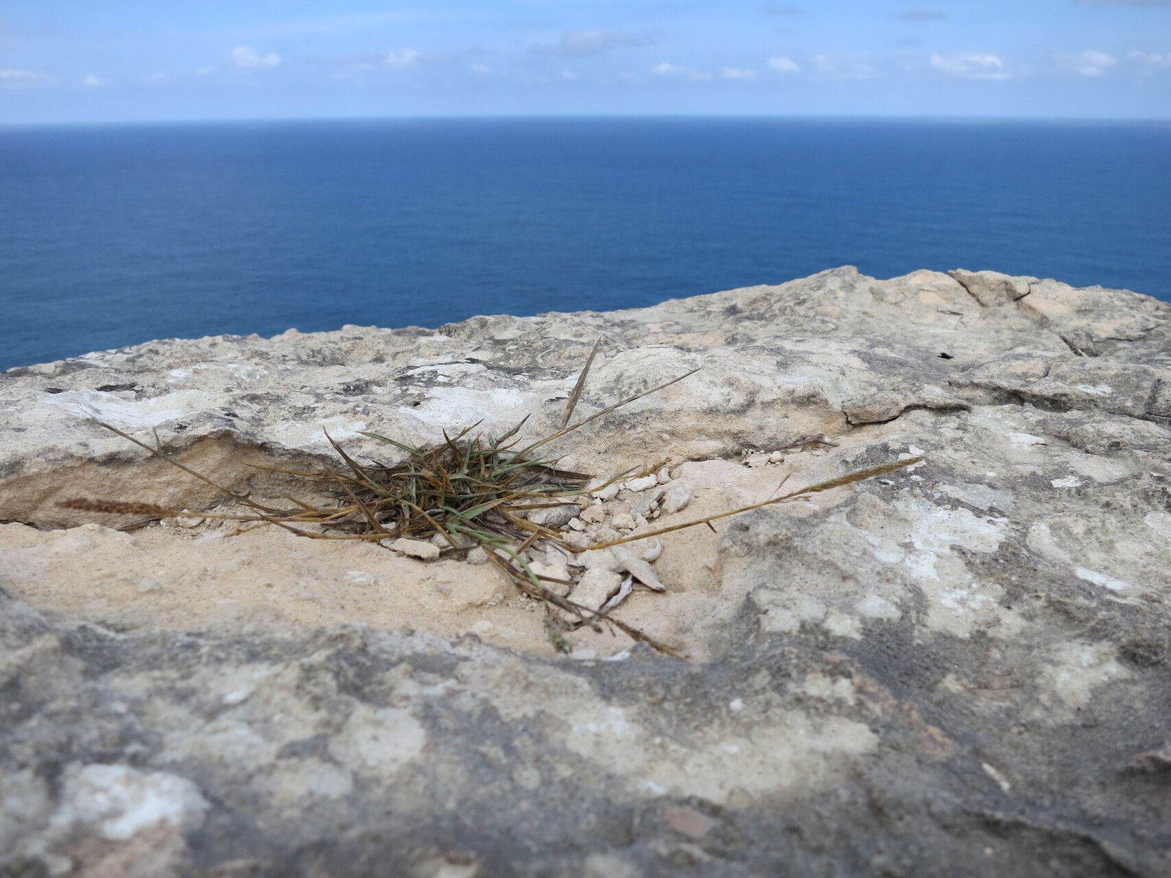 Sporobolus perrieri — houseplant care guide