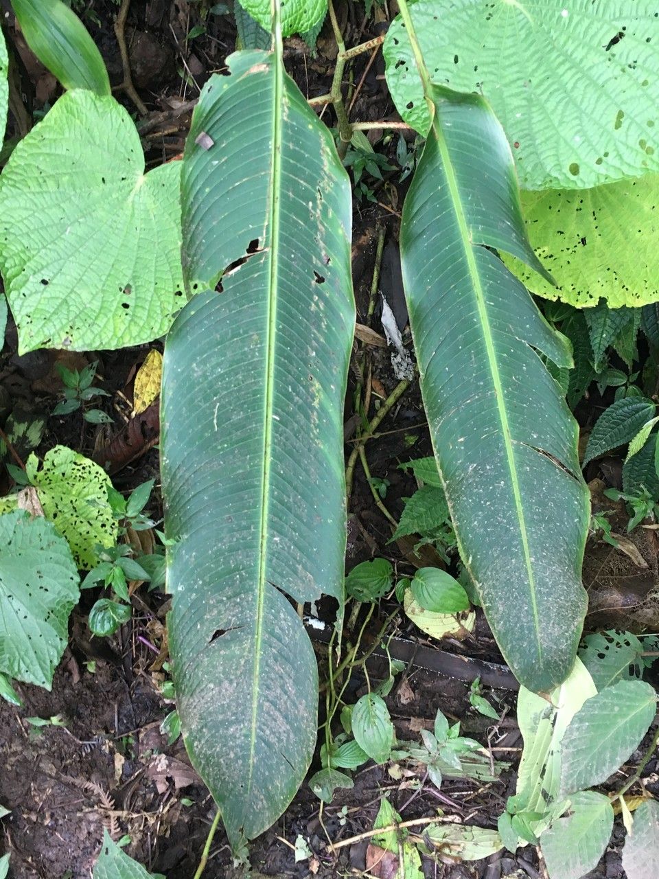 Heliconia clinophila — search result for 'Heliconia'