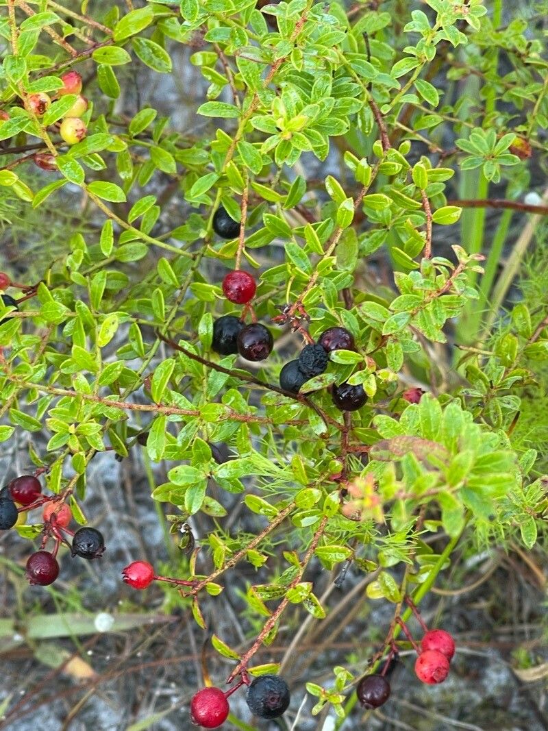 Vaccinium myrsinites fruit