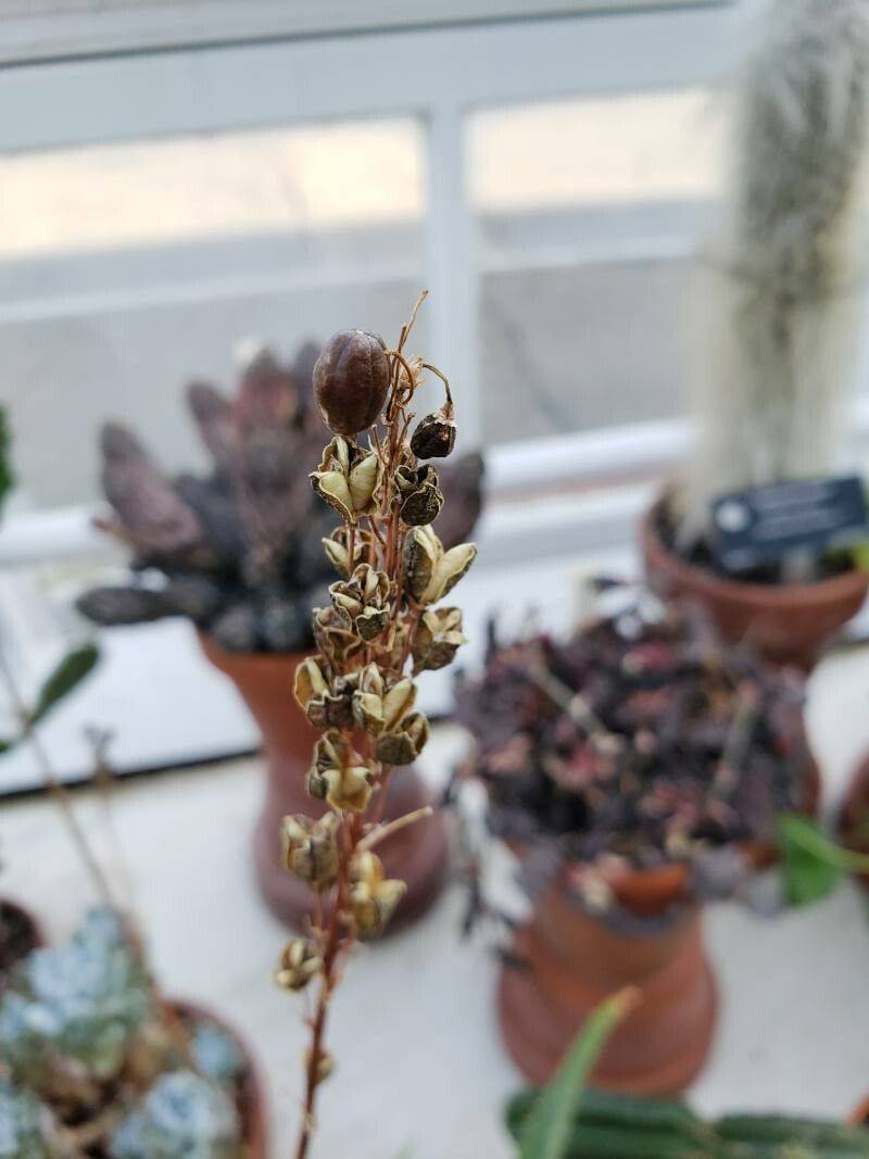 Aloe tororoana fruit