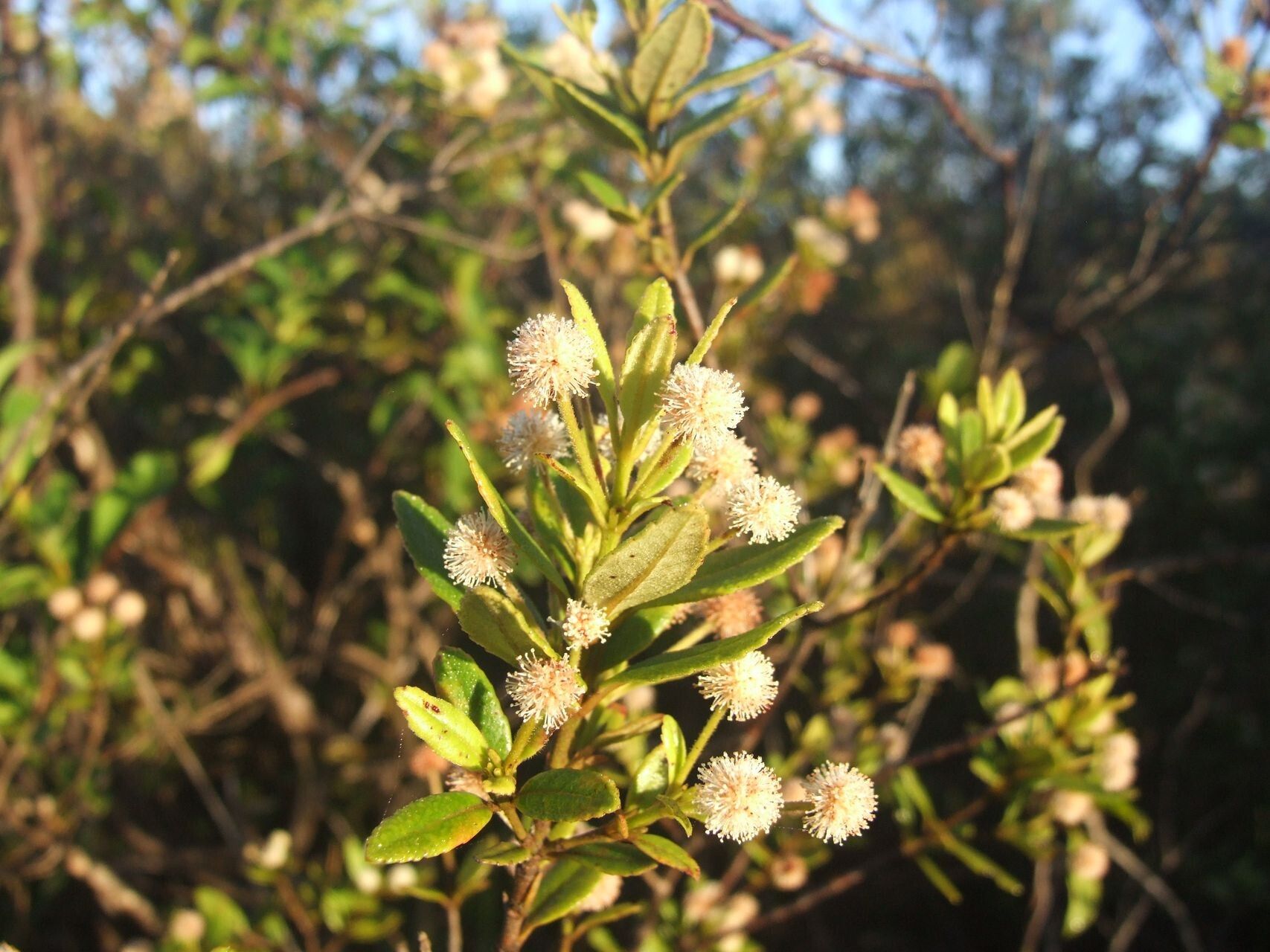 Pancheria alaternoides flower