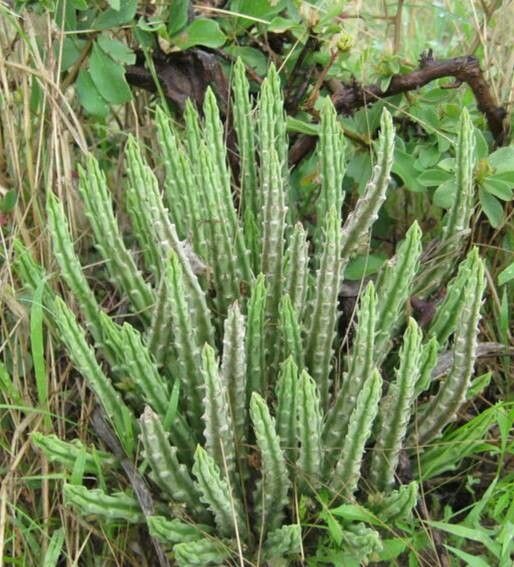 Stapelia similis habit