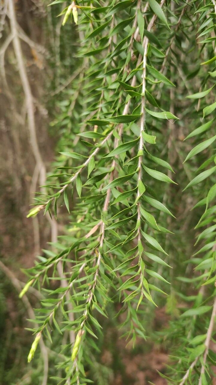 Melaleuca decora leaf