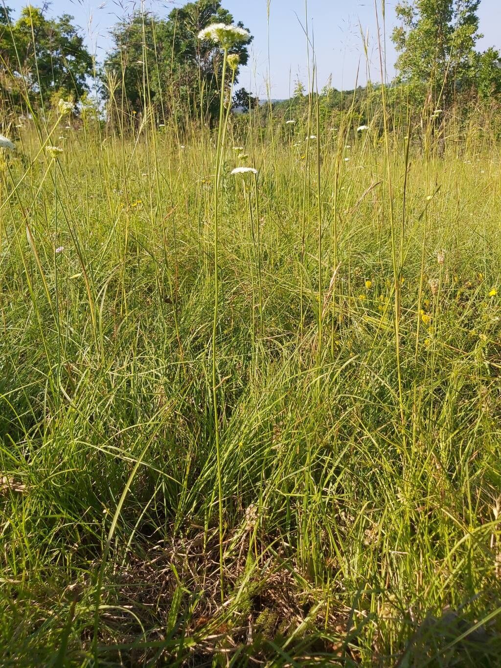 Oenanthe millefolia habit