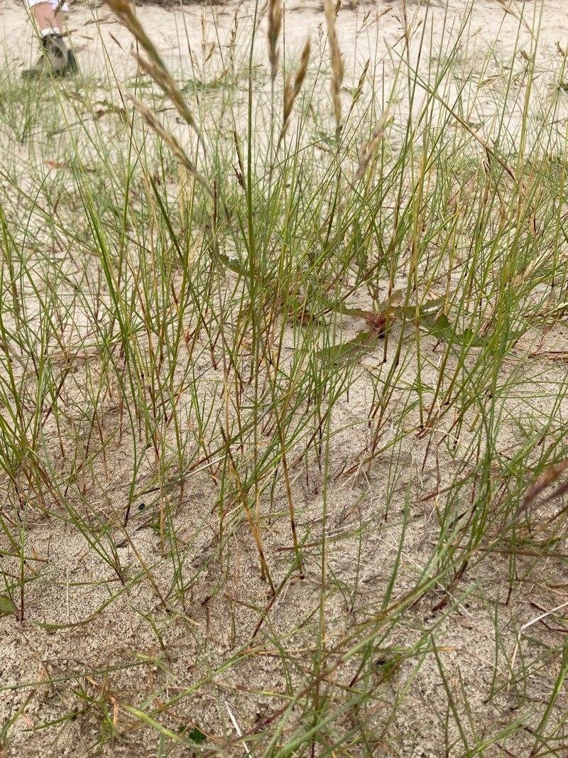 Festuca juncifolia habit
