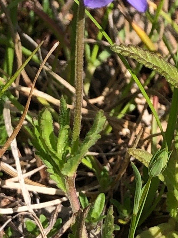 Veronica teucrium bark