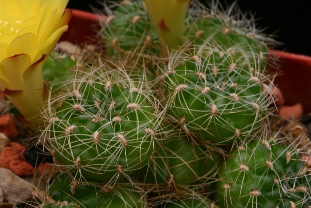 Rebutia cardenasiana habit