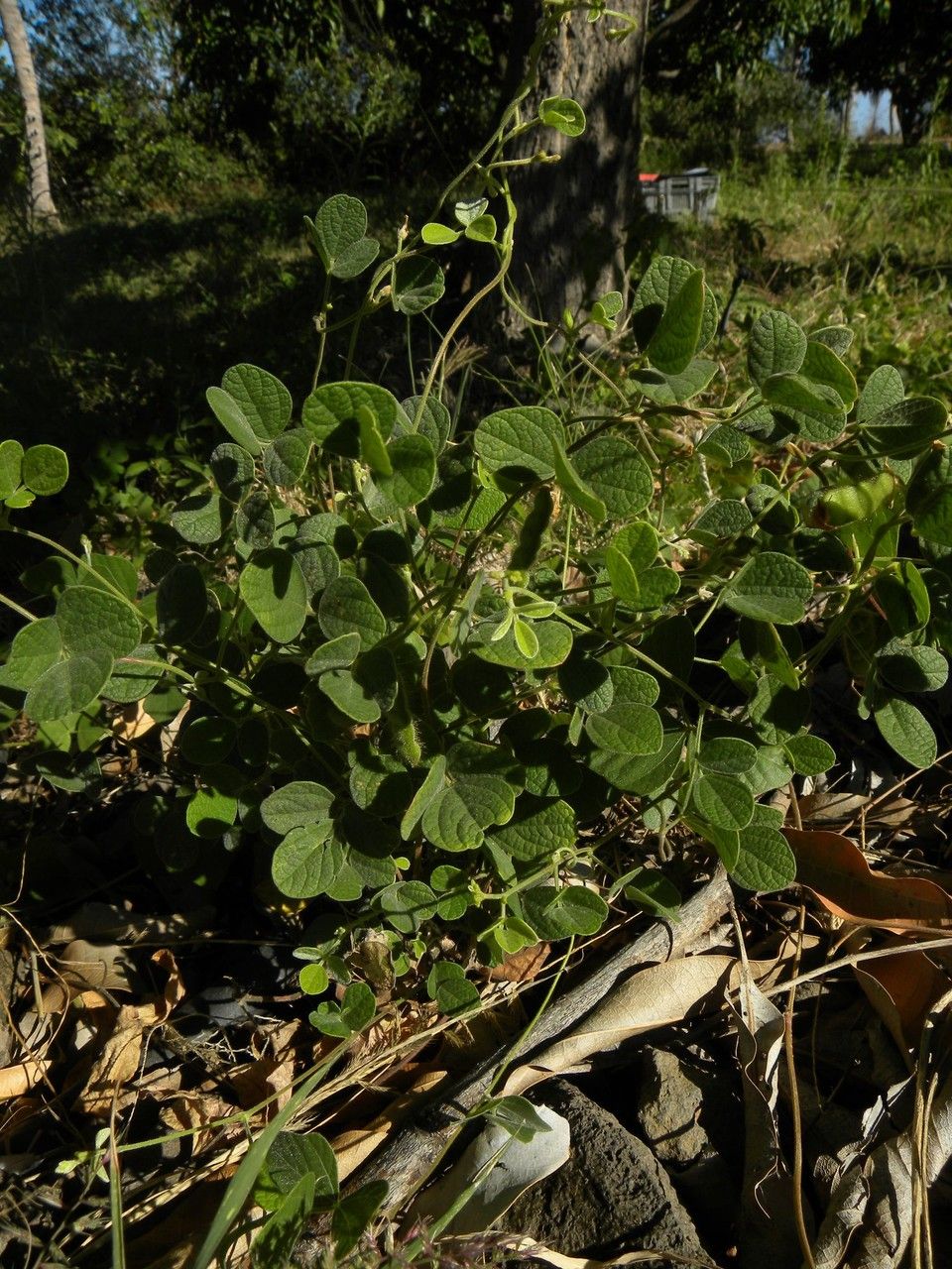 Cajanus scarabaeoides habit