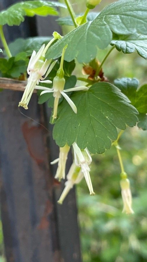 Ribes missouriense flower