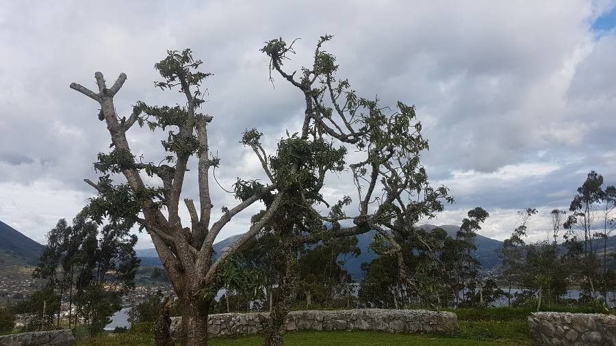 Euphorbia laurifolia habit
