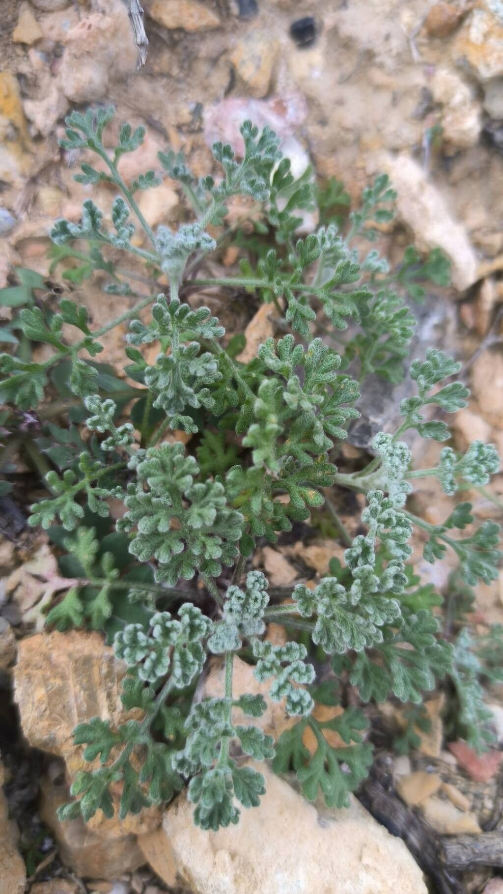 Anthemis chrysantha leaf