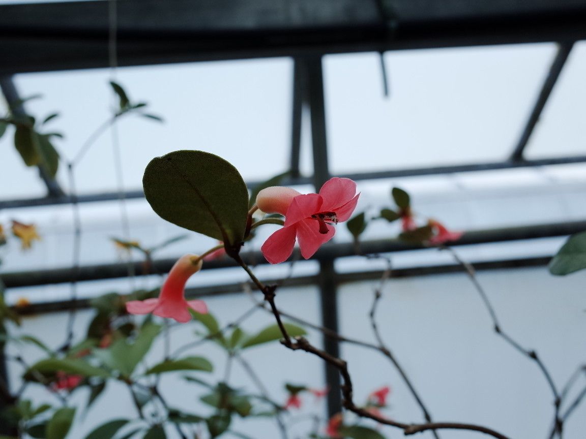 Rhododendron christi flower