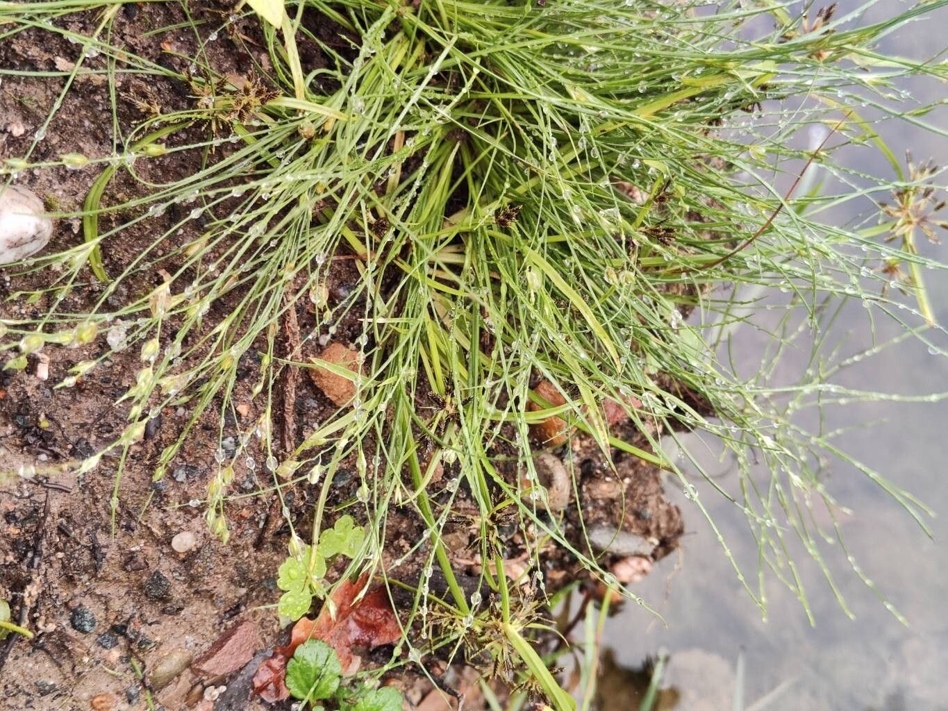 Juncus foliosus — search result for 'Juncus'