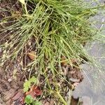 Juncus foliosus