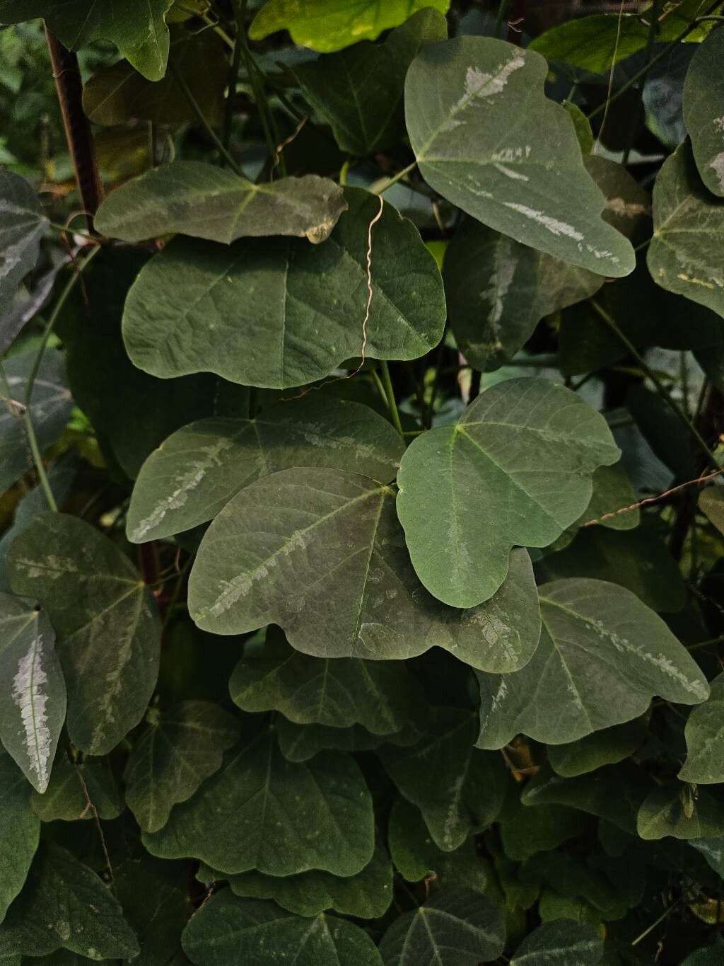 Passiflora punctata leaf