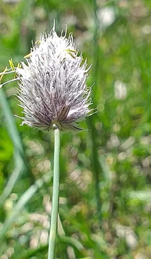 Alopecurus gerardi fruit