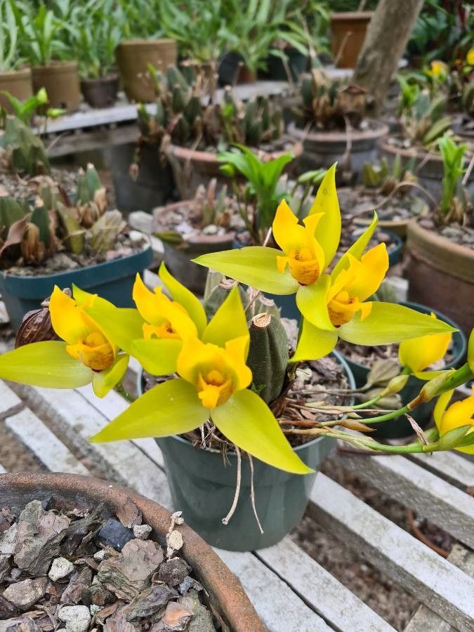 Lycaste cruenta — related species from the same genus