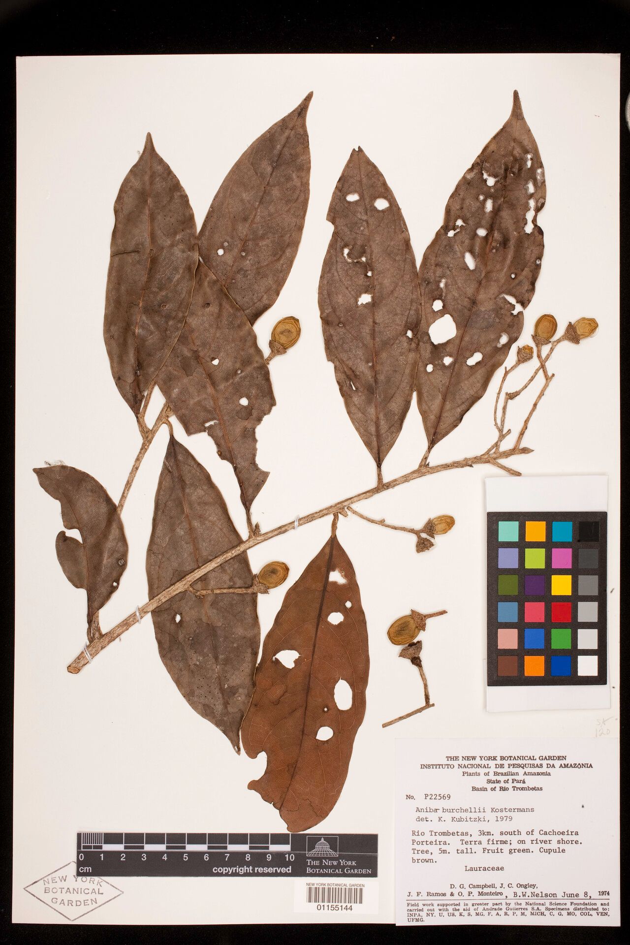 Aniba burchellii fruit