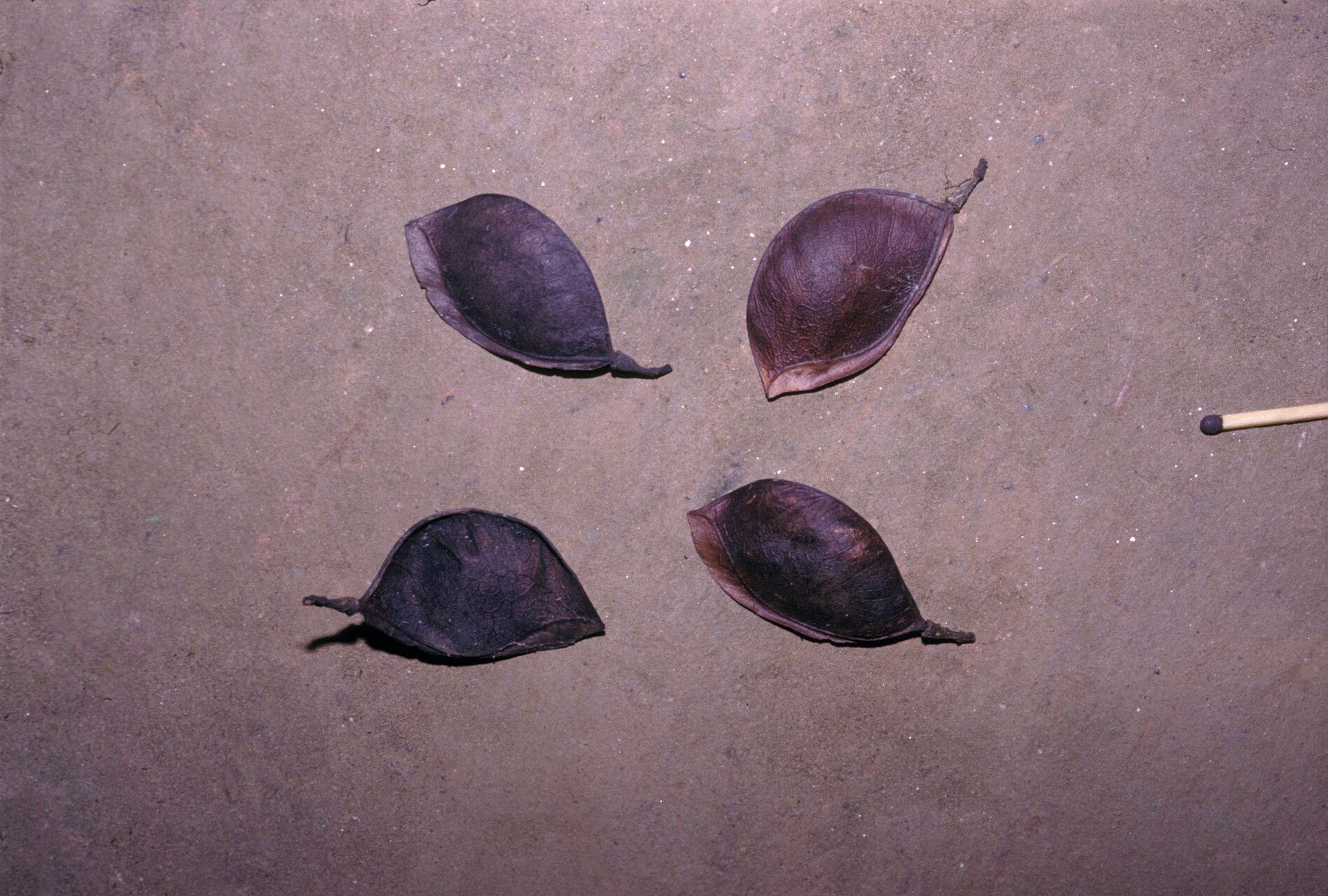 Peltogyne lecointei fruit