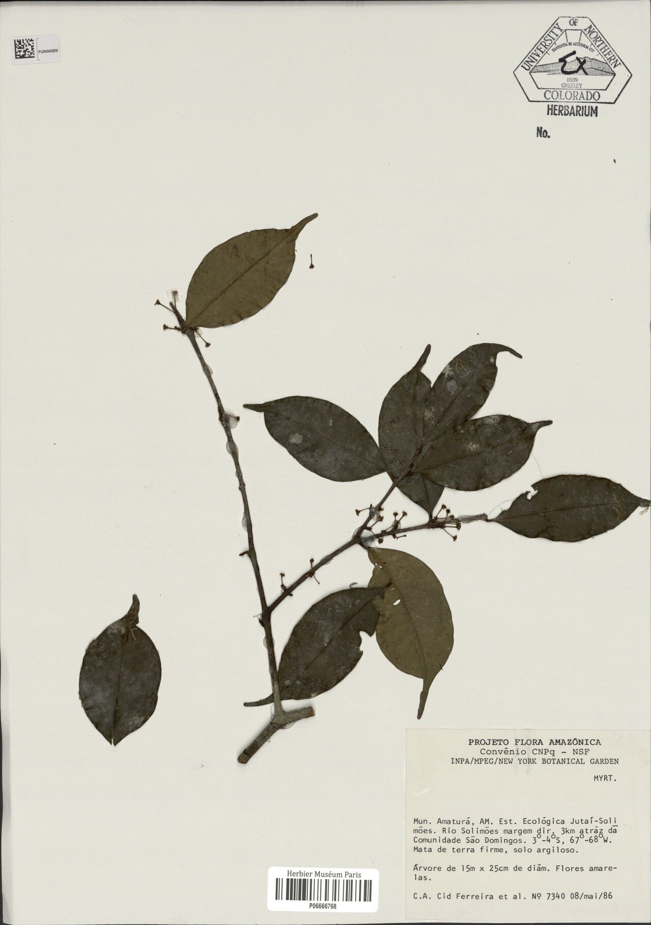 Eugenia caducipetala — houseplant care guide