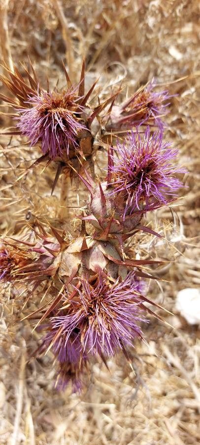 Cynara algarbiensis flower