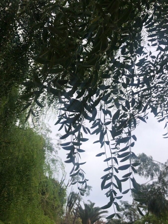 Moringa drouhardii leaf