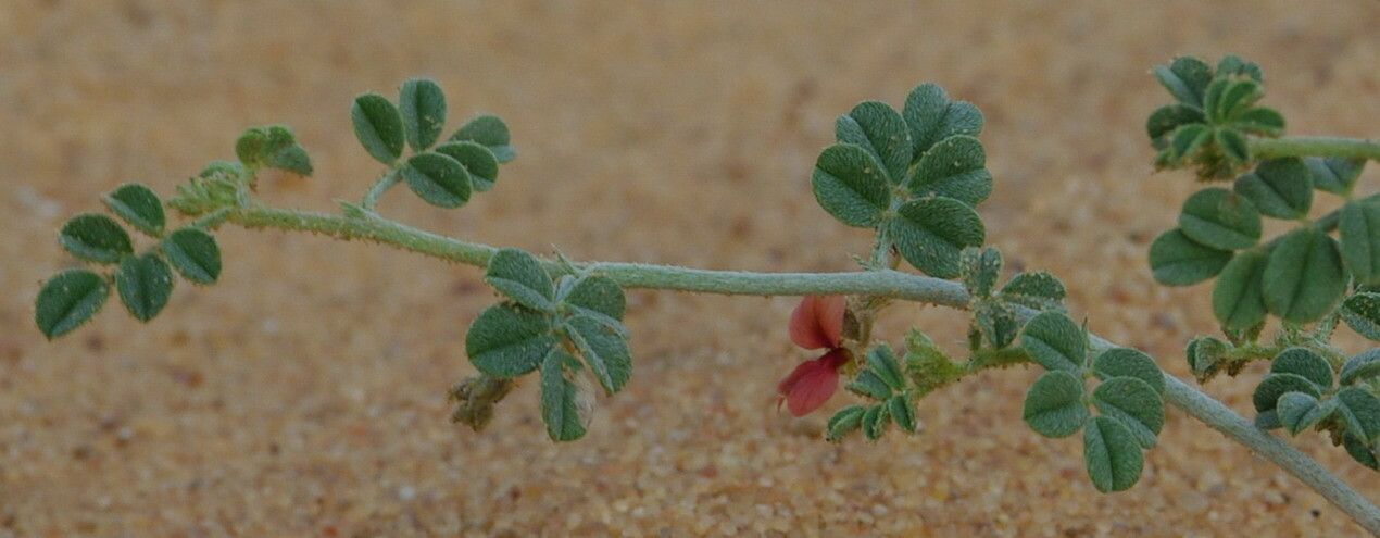 Indigofera argentea — search result for 'Indigofera'