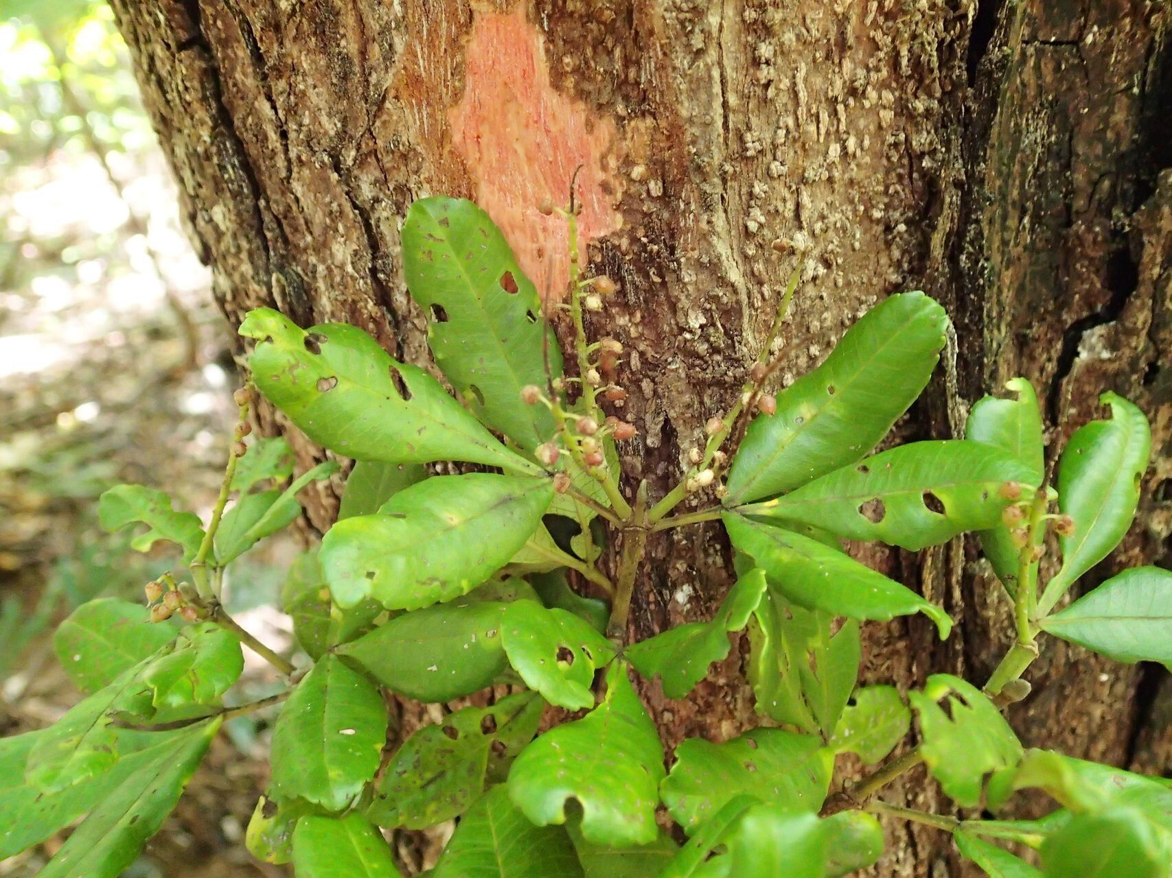 Cunonia linearisepala habit