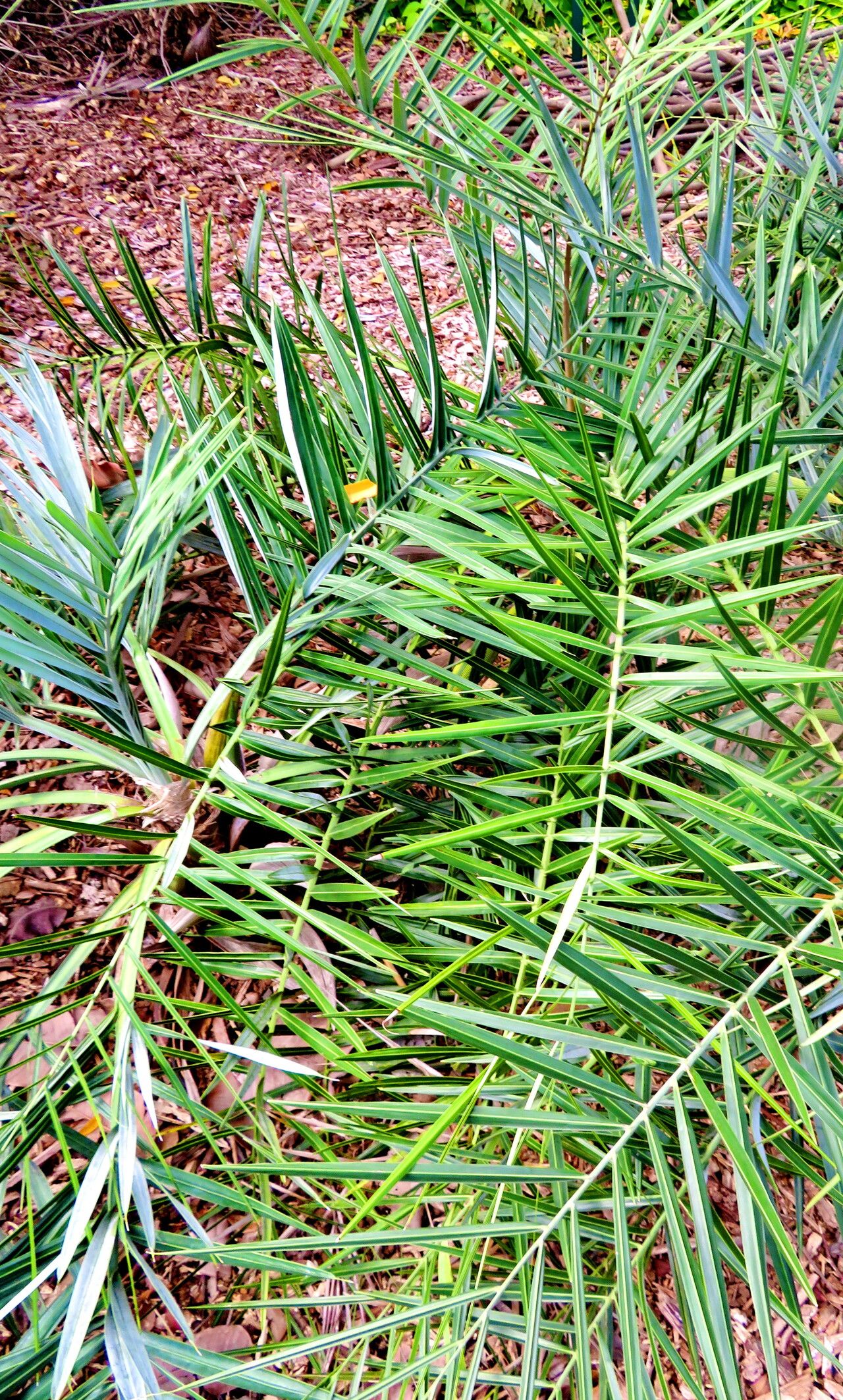 Syagrus evansiana habit