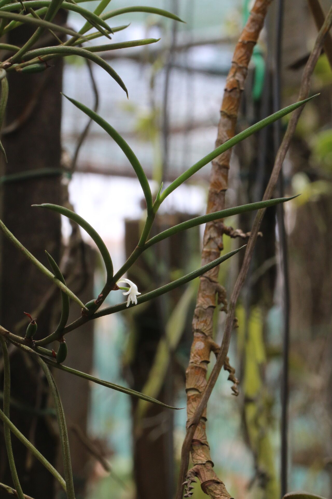Angraecum subulatum — houseplant care guide