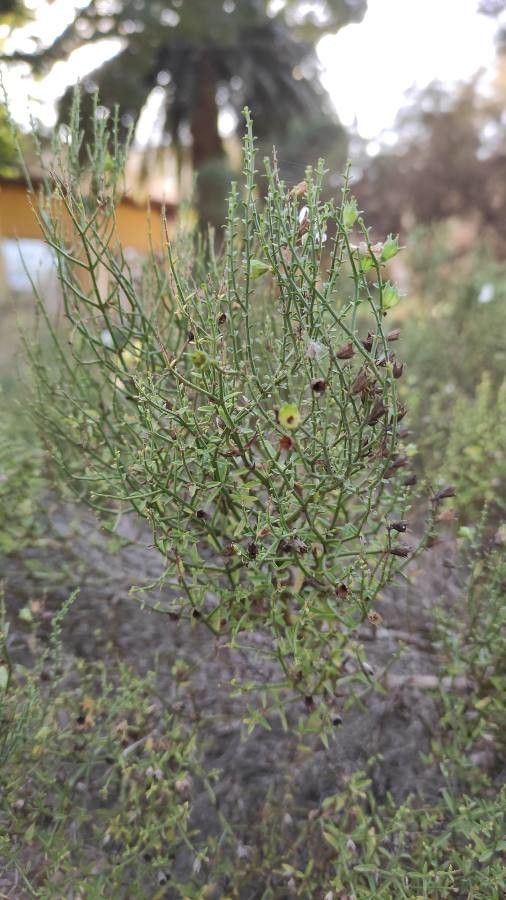 Stachys glutinosa — search result for 'Stachys'