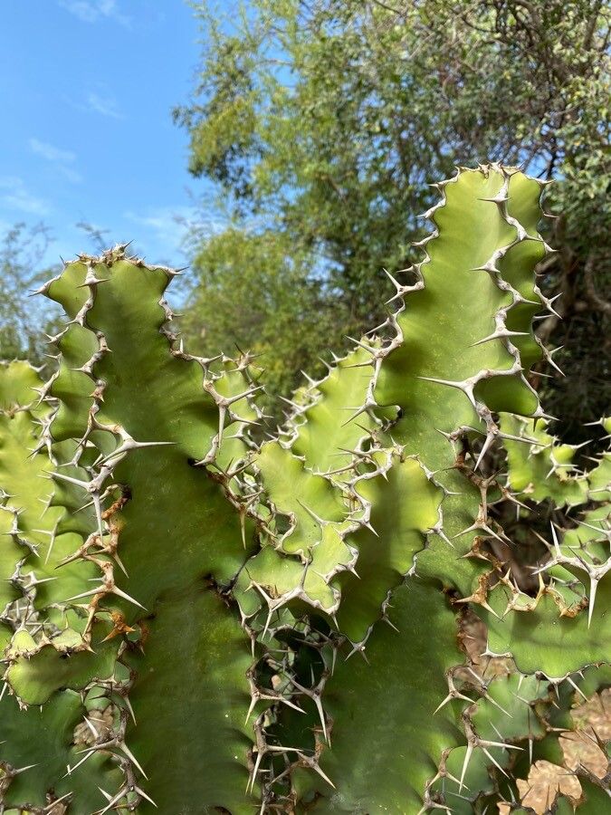Euphorbia magnicapsula leaf
