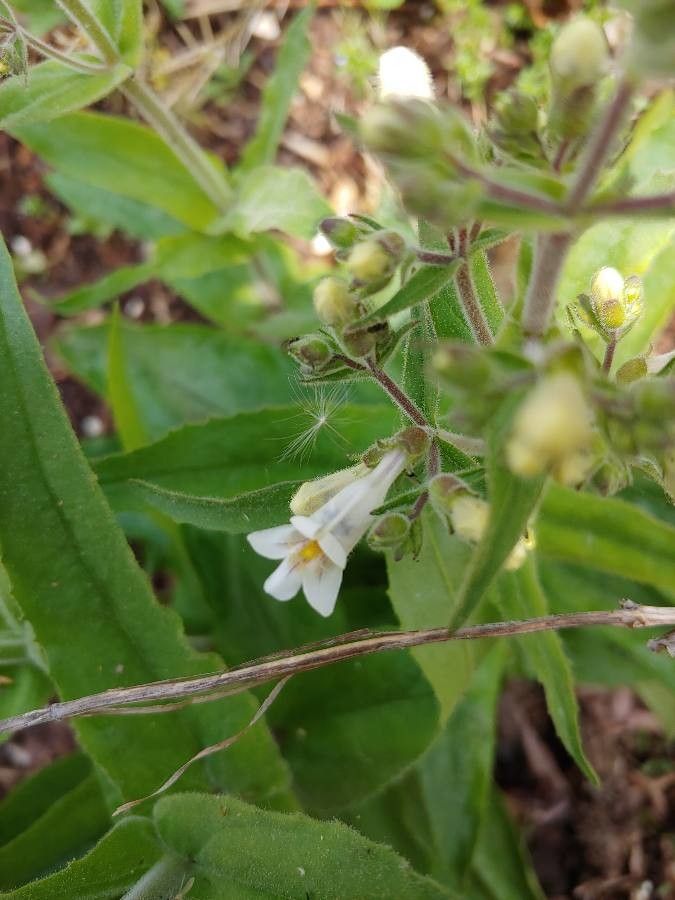 Penstemon pallidus flower