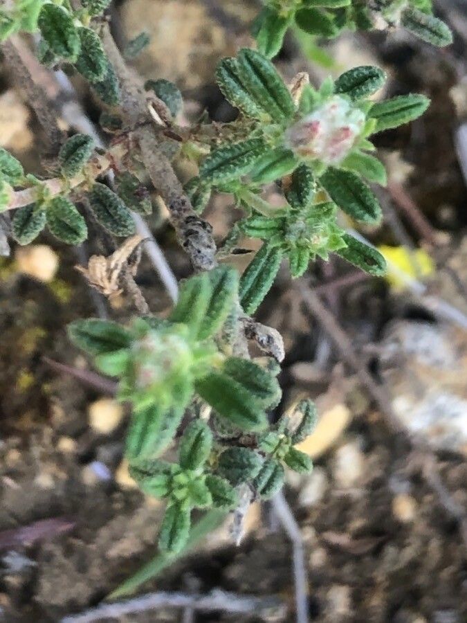 Fumana thymifolia — houseplant care guide