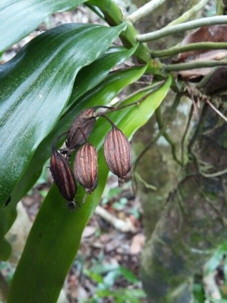 Angraecum caulescens fruit